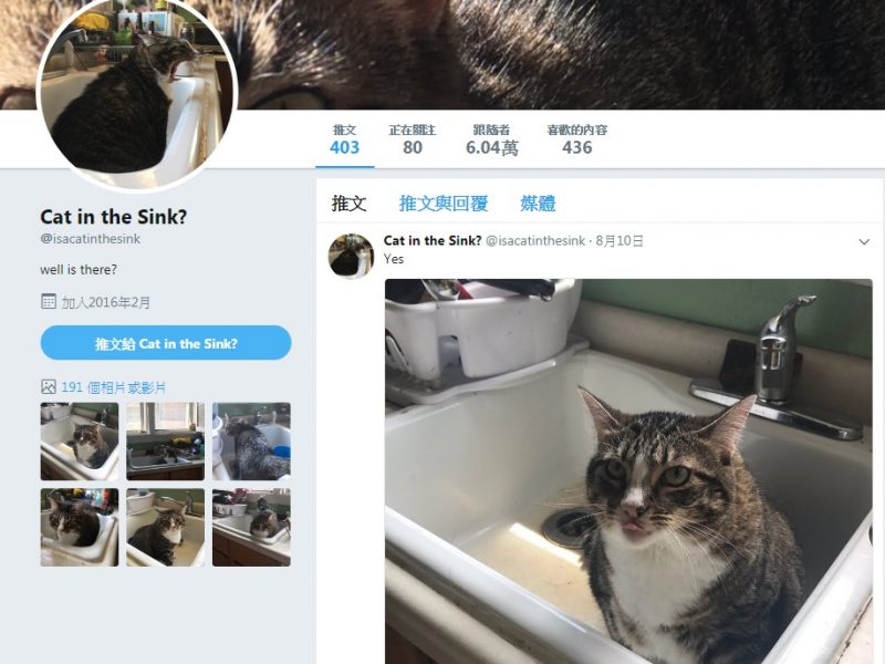 推特帳號Cat in the Sink?就真的是在紀錄今天水槽裡有沒有貓，超級另類。
