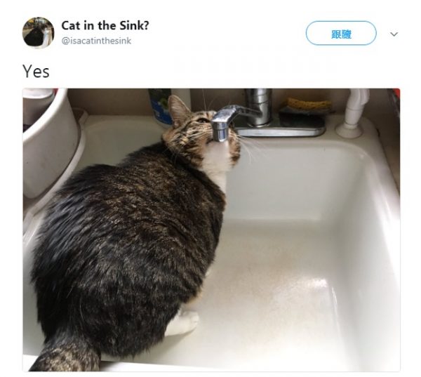如果那天有拍到貓咪在水槽裡的照片，他就會上傳，然後說：Yes。