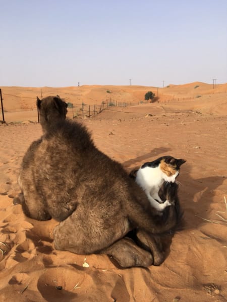 貓咪親密地與駱駝玩耍。（圖／はなもも）