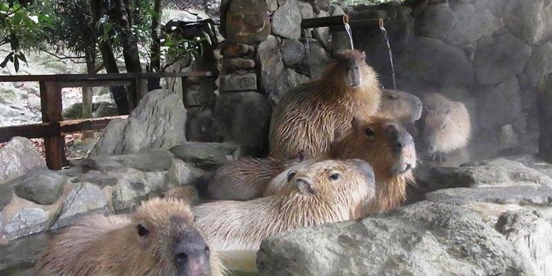 史上最悠哉的逃跑犯人　水豚君從動物園脫逃了！
