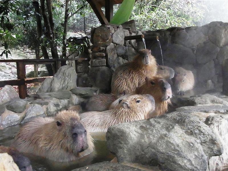 史上最悠哉的逃跑犯人　水豚君從動物園脫逃了！（圖／寵毛網）