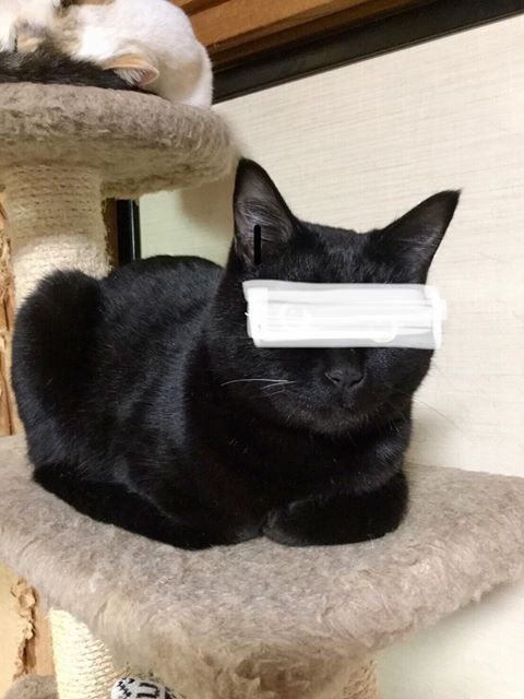 嫌疑犯A，犯下的罪行為非法入侵。（圖／猫の島 青島物語）