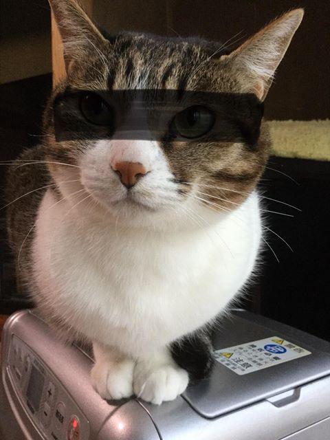 嫌疑犯B，犯下的罪行為傷害（其他貓咪的鬍鬚）。（圖／猫の島 青島物語）