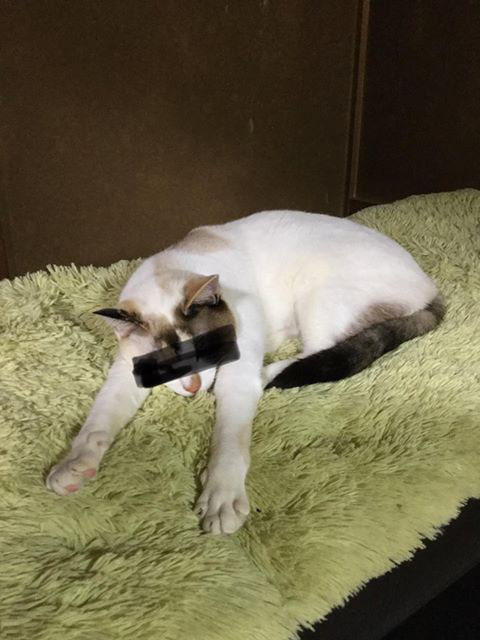 嫌疑犯C，犯下的罪行為偷竊（偷喝他人牛奶）。（圖／猫の島 青島物語）