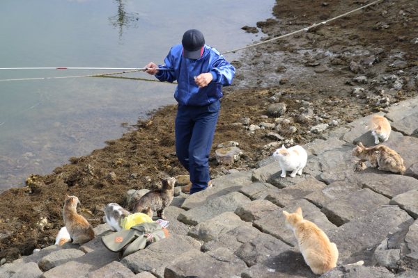 位於愛媛縣的青島，島上有著150隻貓咪。（圖／猫の島 青島物語）