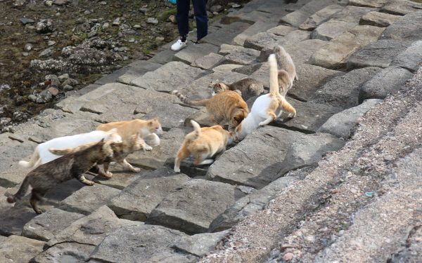 尚未湧進大量觀光客的青島，還可以嗅到一絲絲純樸的氣息。（圖／猫の島 青島物語）