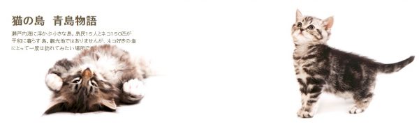 「猫の島 青島物語」為專門記載貓咪大小事的部落格。（圖／猫の島 青島物語）