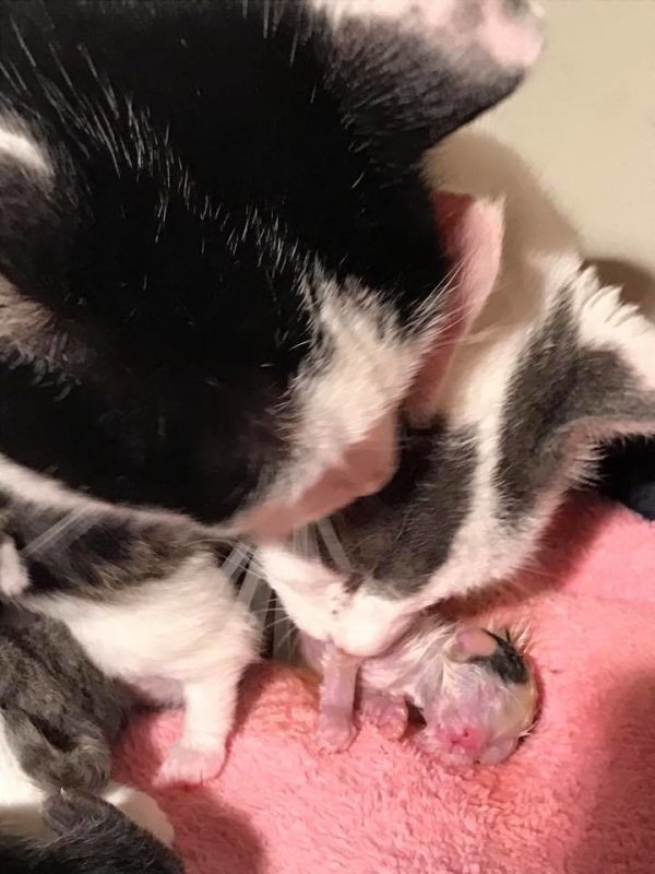 為了讓潔西安心生產，伊絲特甚至還幫忙清理剛出生的小貓咪。