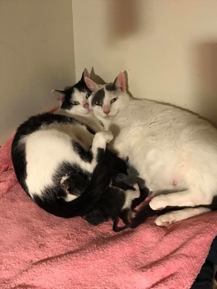 在經歷了一同生產的過程之後，二位貓媽媽正式成為好友，牠們一共生下了九隻小貓咪。