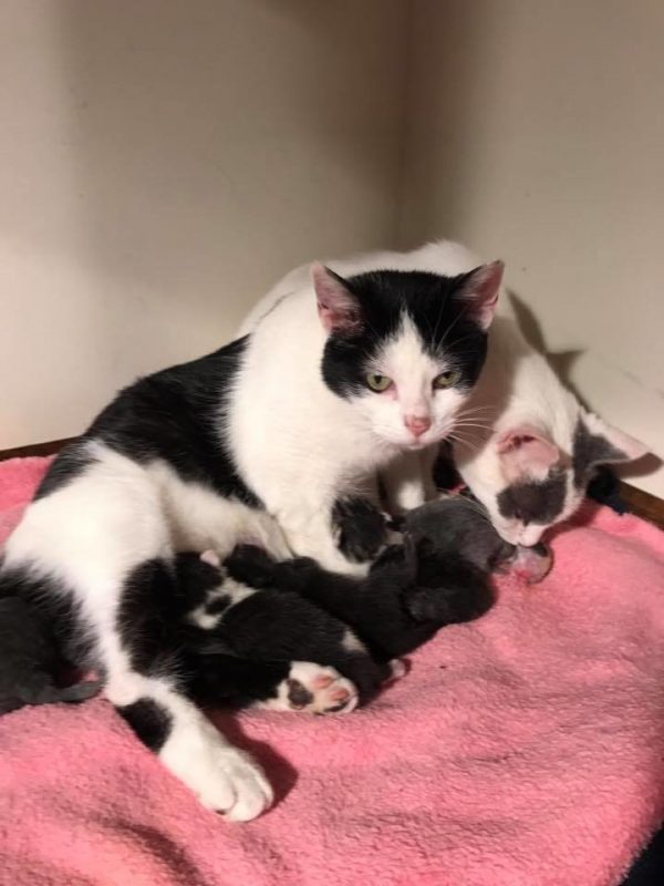 雖然工作人員試圖將牠們分開，好讓二位貓媽媽專心照顧自己的孩子，但牠們似乎不願意，決定要一起帶小孩！