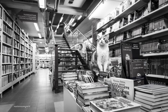 書店店貓波爾多。