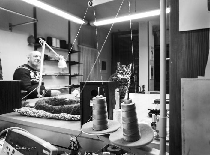 裁縫店的店貓沛沛。
