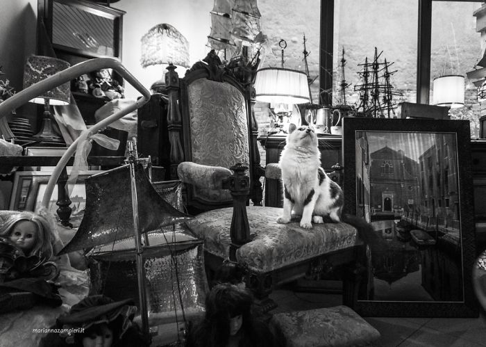 古董商的貓咪奧斯卡。