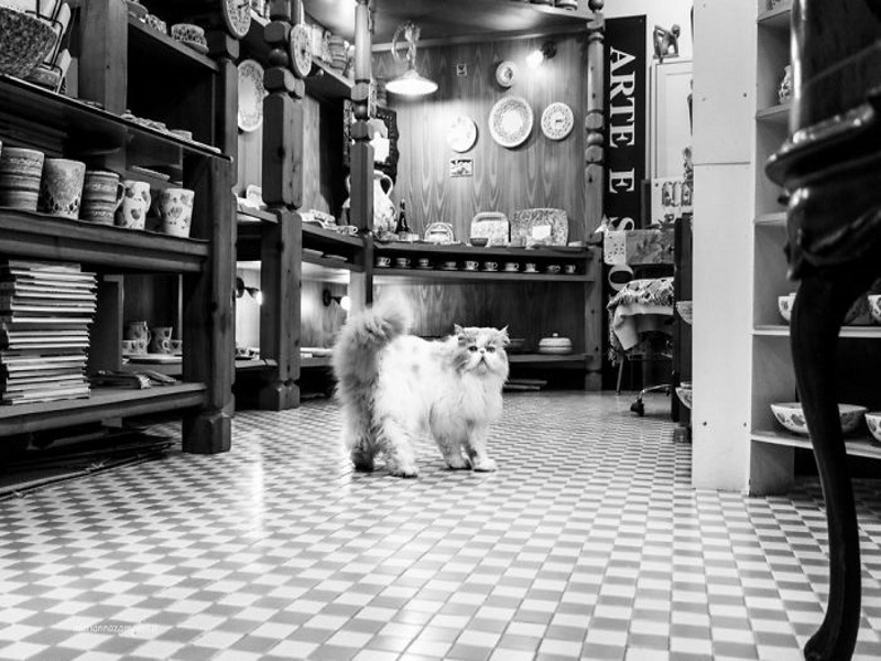 攝影師拍攝系列照C-AT Work　一窺各地店貓的日常生活！（圖／寵毛網）