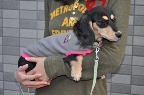 正確的抱狗方式。（圖／wanchan.jp）