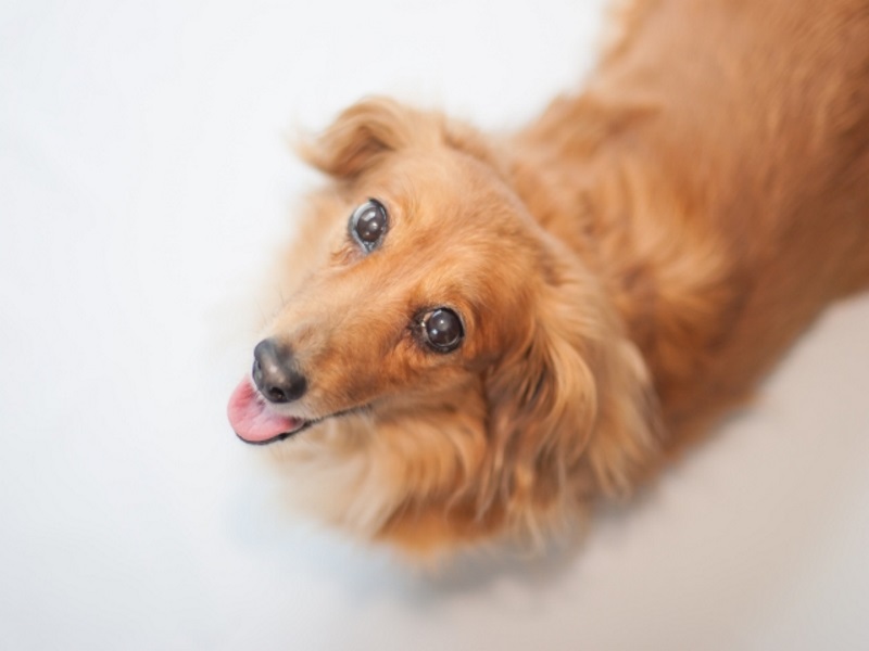 臘腸犬殺手／椎間盤突出不要來　五大重點預防勝於治療！（圖／寵毛網）