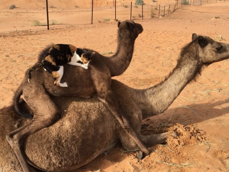 難得一見的景象！貓咪與駱駝在沙漠相遇成為好朋友（圖／寵毛網）