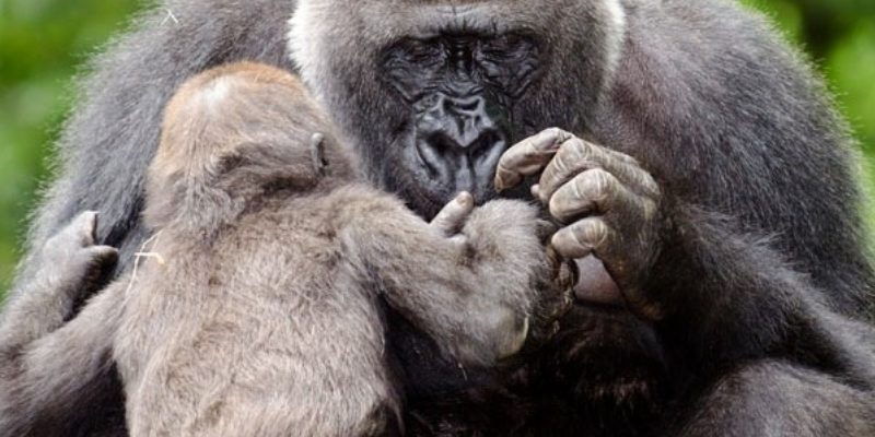 母愛不分物種　初次擁抱孩子的母猩猩反應感動眾人
