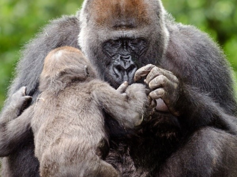 母愛不分物種　初次擁抱孩子的母猩猩反應感動眾人（圖／寵毛網）