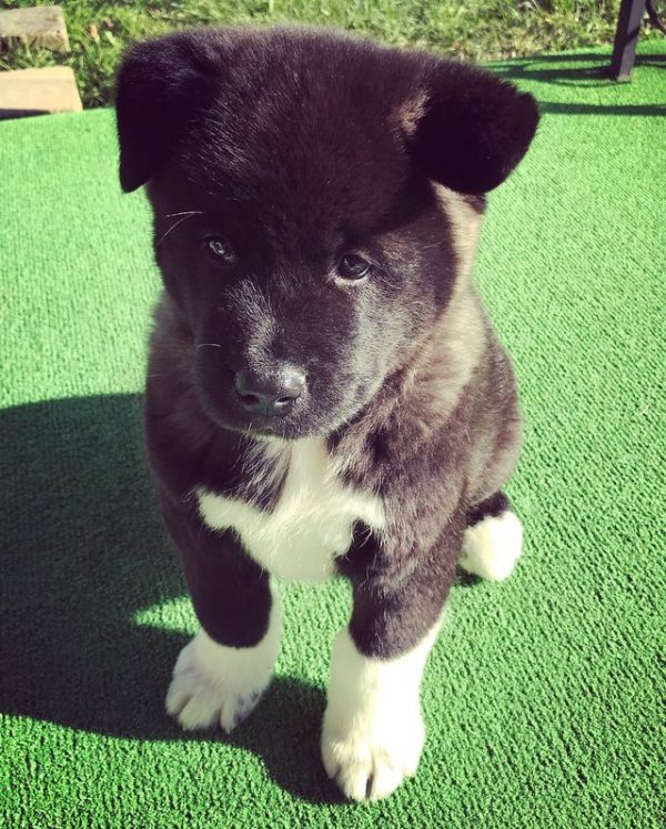 黑色小秋田犬取名叫熊熊，十週大的牠就像一般小幼犬一樣可愛～