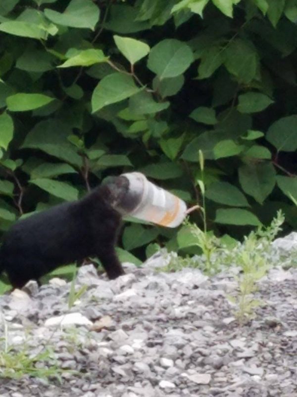 一隻小黑貓在覓食的過程不幸頭被卡在飲料杯裡，好心的路人想幫牠拿掉，但牠太緊張，結果杯蓋還留在頭上就跑掉了。