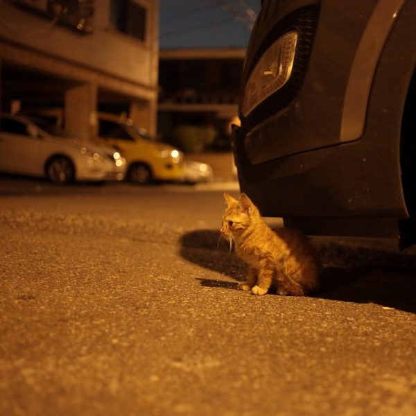 「我是一隻貓」拍出韓國街貓悲慘的現況。（圖／車庫娛樂提供）
