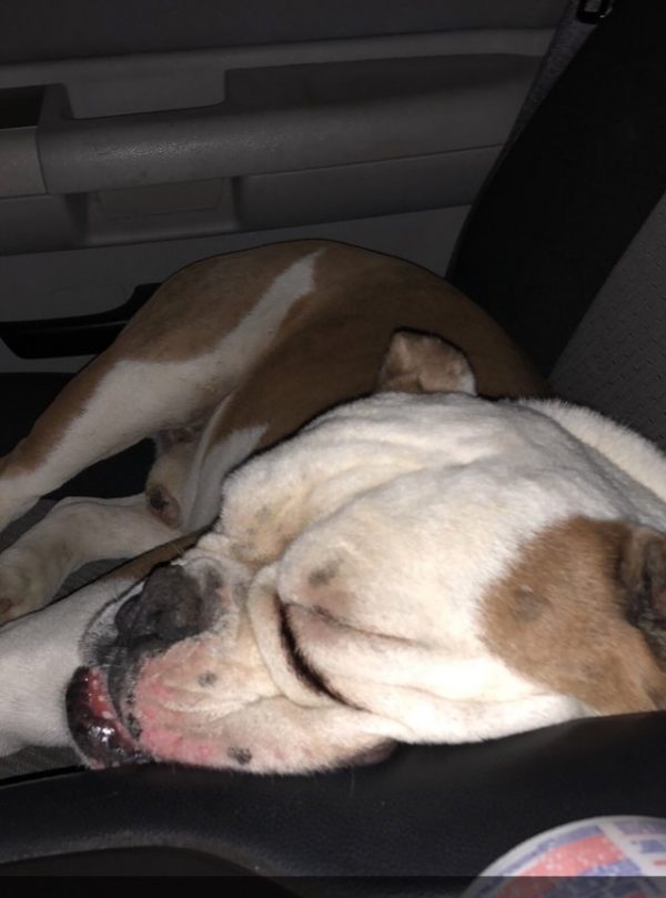 為了幫牠找主人，吉布森取消了當天所有的行程；而當事狗倒是很悠哉地在車上睡著。