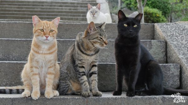 日本和台灣街貓的威風自信，是韓國街貓所看不到的。（圖／車庫娛樂提供）