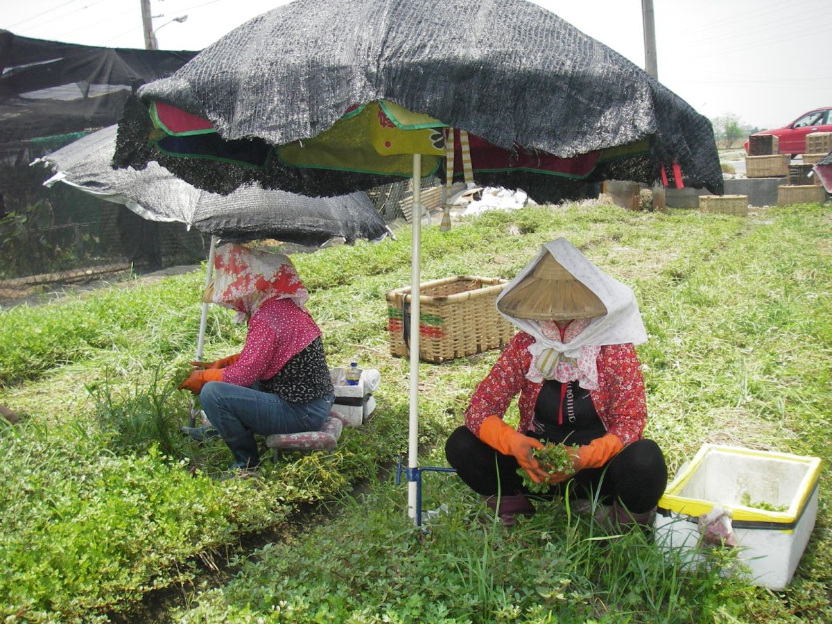 ▲受到「香菜」被驗出殘留殺蟲劑風暴的影響，菜農抨擊農政單位將整個香菜市場給害慘了。（圖／記者陳雅芳攝，2018.04.01）