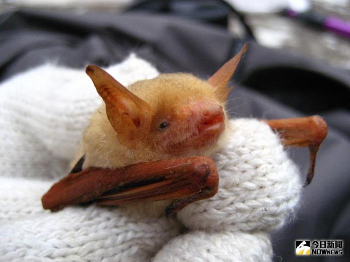 ▲台灣最漂亮的金黃鼠耳蝠俗稱黃金蝙蝠。（圖／黃金蝙蝠生態館館長張恒嘉提供 , 2018.04.02\\)