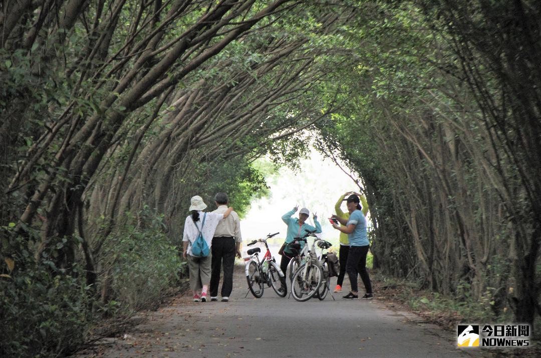 ▲濃密綠蔭擁簇著車道，美的就像動畫中的場景吸引民眾到現地拍照。（圖／記者陳宗傑攝,2018.04.01）