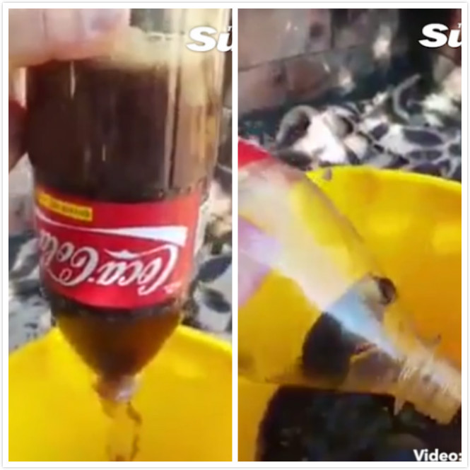 ▲阿根廷男子佩瑞亞聲稱買了一瓶全新未開罐的可樂，不料卻是「驚喜版」，瓶底竟有一隻屍體完整無缺的死老鼠。（圖／截取自英國太陽報）