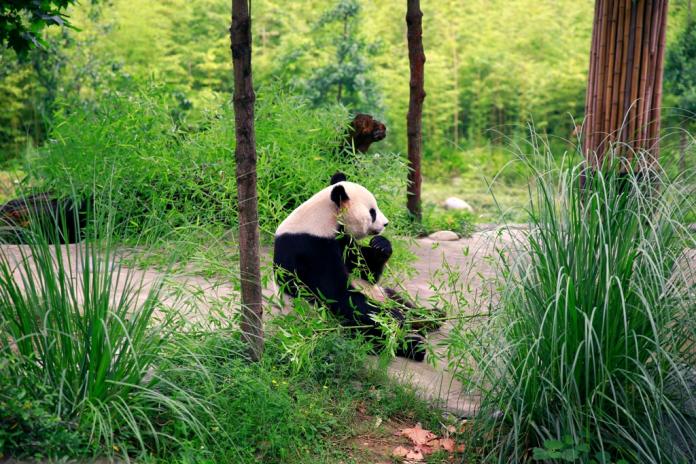 ▲來到四川，怎麼能不跟熊貓來場零距離互動。（圖／阿里巴巴集團提供）