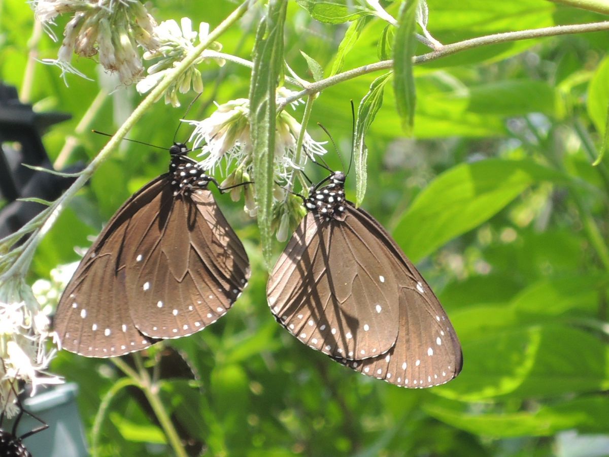 ▲彰化縣政府將辦理「2018紫耀八卦，斑蝶風光回娘家」活動，彰化縣副縣長林明裕邀請鄉親帶著孩子一起參與觀察世界級生態景觀。（圖／記者陳雅芳攝，2018.04.03）
