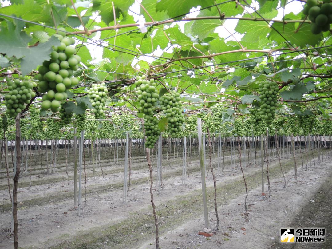 ▲臺中區農業改良場調查發現彰化的溫室葡萄產區已出現葉蟎危害，受到葉蟎影響的葡萄葉，已出現褐化現象，將嚴重影響葡萄轉色及果串品質。（圖／記者陳雅芳攝，2018.04.06）