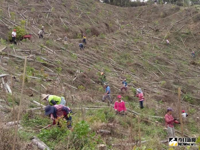 台中新社白冷圳水流域社區植樹活動　砍除檳榔樹改種牛樟

