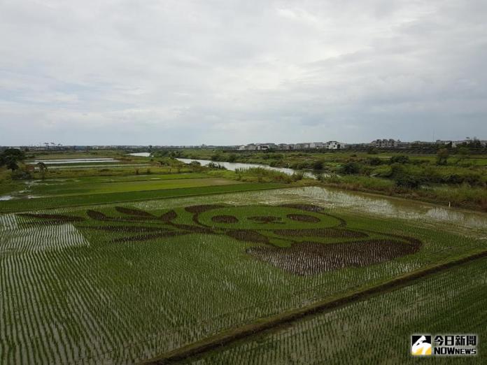 ▲壯圍鄉中央大橋北端稻田當中的「貓熊」圖騰吸引許多民眾前來拍照。（圖／記者李清貴攝 , 2018.04.07\\)