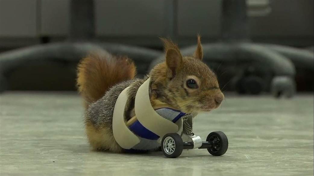 ▲小松鼠卡拉梅爾（Karamel）。（圖／翻攝自Youtube , 2018.4.8）