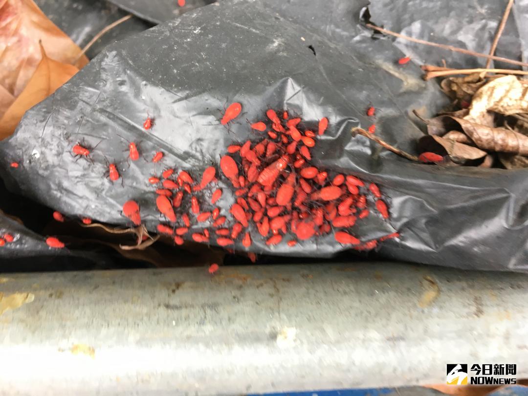 ▲紅姬緣椿象幼蟲（圖／農業局提供 , 2018.4.9\\)