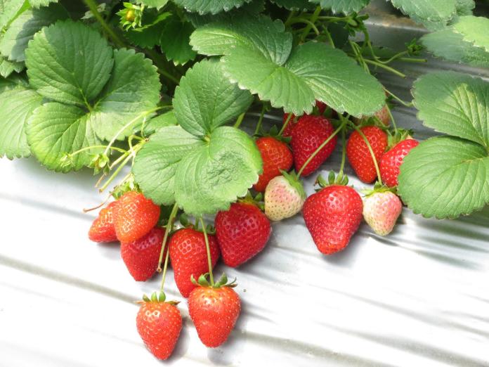 ▲今年春天氣候溫暖、陽光充足，估計從此時到 5 月，草莓依然鮮紅香甜。（圖／台北市產業發展局）