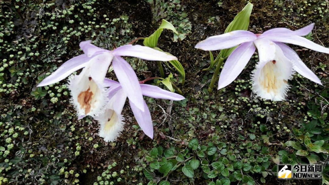 ▲阿里山遊樂園區除了有美麗的櫻花外，更有各具特色的花種浪漫山頭。（圖／記者陳鐘聲攝 , 2018.04.10)