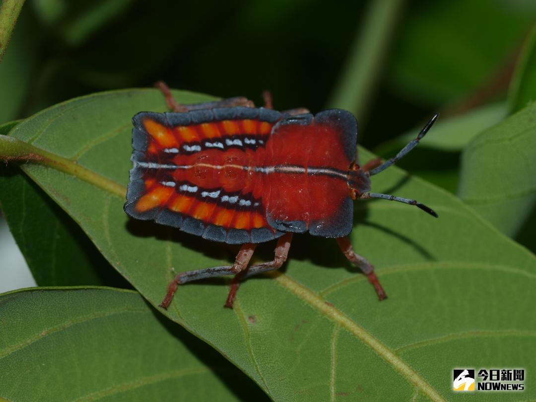 ▲荔枝椿象又名臭屁蟲，會發射具腐蝕性的臭液攻擊，對人體皮膚或眼睛會引起刺痛感及過敏。（圖／台中區農改場提供）