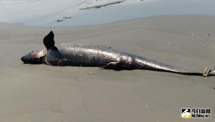 七股海灘偽虎鯨擱淺死亡　死因解剖後確認
