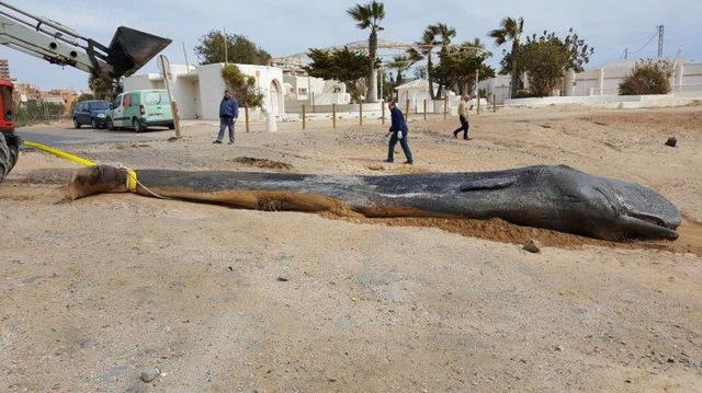 ▲今年 2 月，位於西班牙東南部莫夕亞市（Murcia）的一處海灘，有一隻已經死亡的抹香鯨被沖上岸。（圖／翻攝自太陽報 , 2018.4.11）