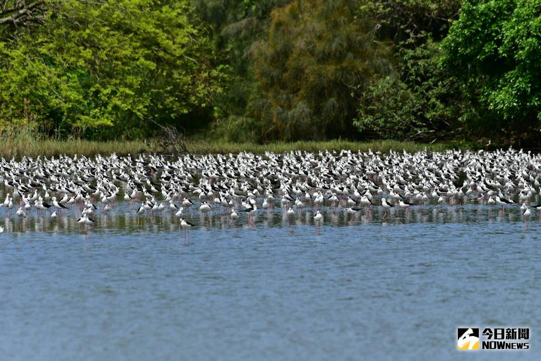 ▲竹市金城湖是知名賞鳥勝地，今年有數千隻高蹺鴴聚集湖面休息。（圖／陳志偉攝，2018.04.11）