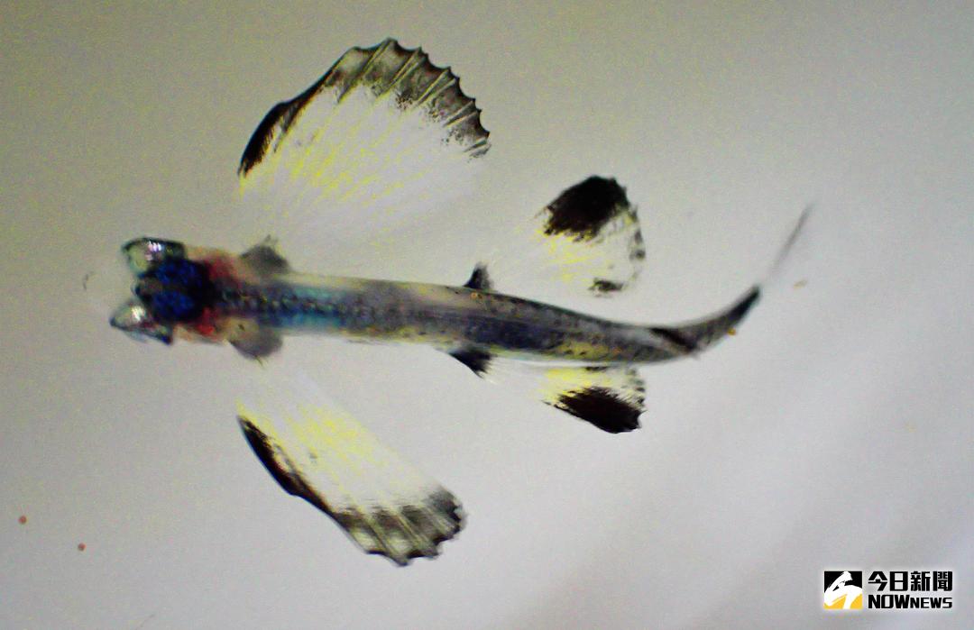 ▲車城海生館近日公布剛誕生不久的「飛魚寶寶」，是由漂浮到岸邊的海藻上的魚卵孵化照護成功的。（圖／海生館提供,2018.04.11）