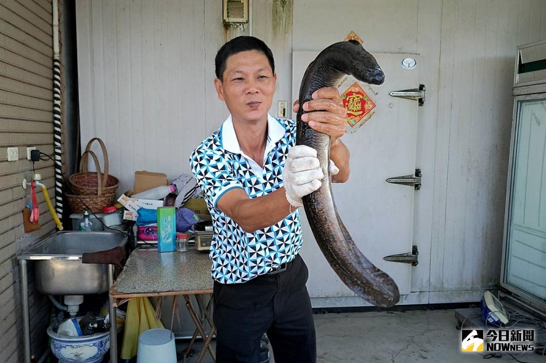 ▲鱸鰻滑溜、不太容易抓取，一不小心就讓鰻魚摔落地上。（圖／記者陳宗傑攝,2018.04.12）