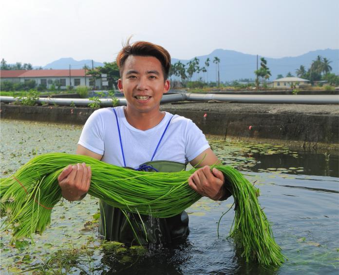 ▲美濃型農邱政鴻以無毒方式種植水蓮，成功銷往全台家樂福、餐廳和飯店。（圖／高市府農業局提供，2018.04.13）