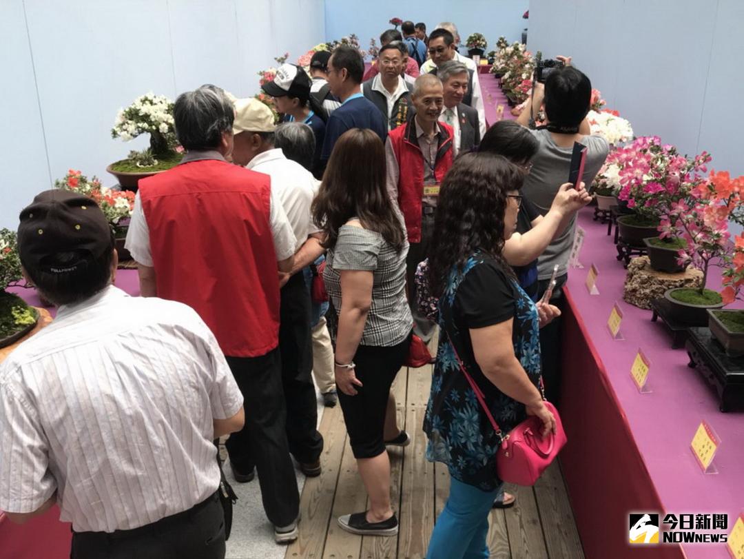 ▲皋月花季展陽明大樓登場，展出200盆花卉同場爭豔，也為台中花博暖身。（圖／記者黃玿琮攝2018.4.14）