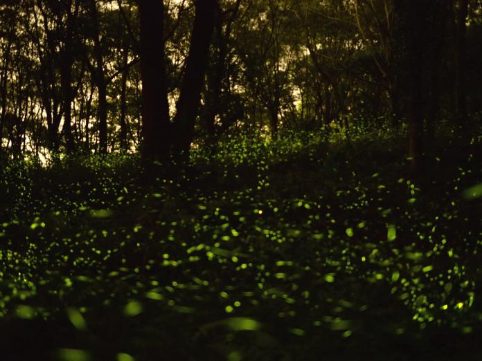 ▲晴天的夜晚，東勢林場內已可觀賞大量螢火蟲飛舞的景觀。（圖／東勢林場提供2018.4.16）